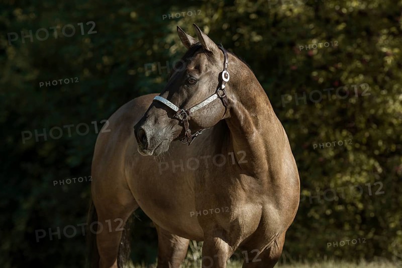 Quarter Horse with show halter in portrait, Austria, Europe