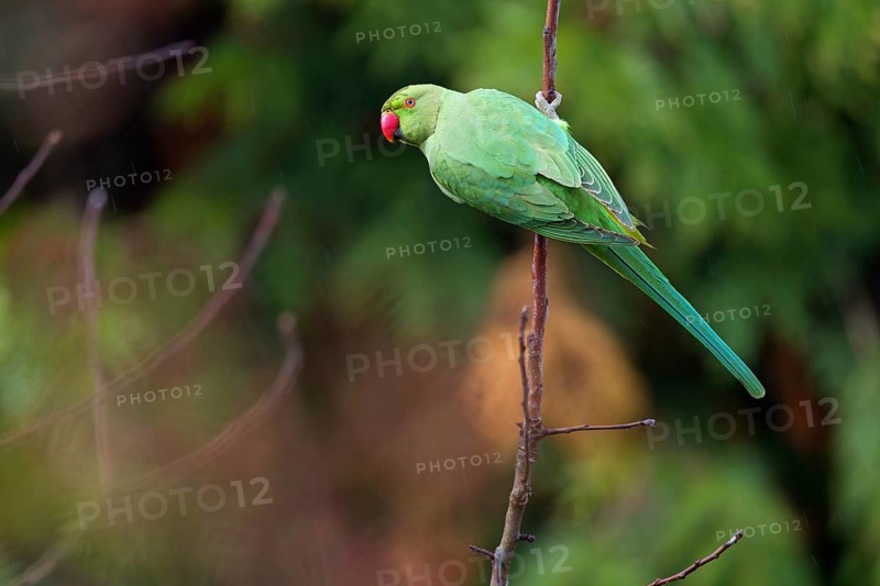 Rose-ringed Parakeet, Ring-necked Parakeet, (Psittacula krameri), garden, Neuhofen, Rhineland-Palatinate, Germany, Europe