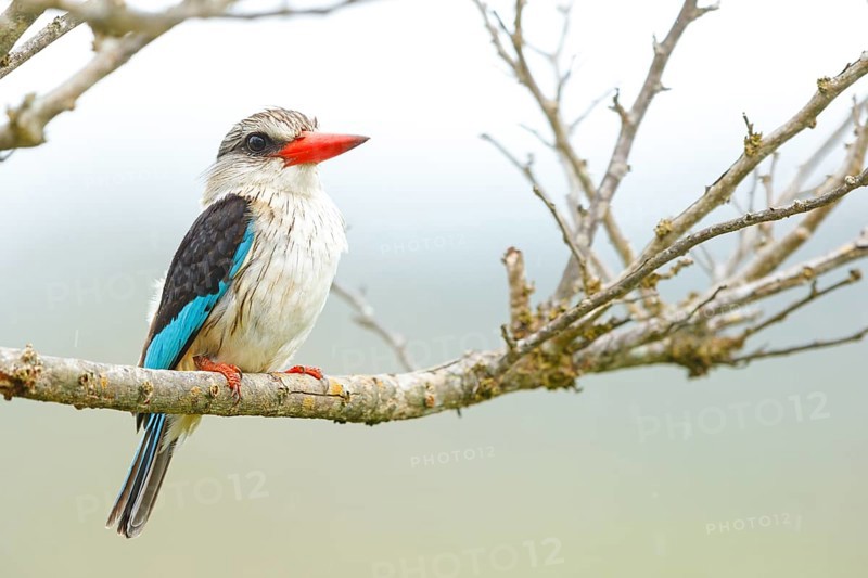 Brown-hooded kingfisher (Halcyon albiventris), perching site, Kingfisher family, iSimangaliso Wetland Park, St. Lucia, KwaZulu-Natal, South Africa, Africa