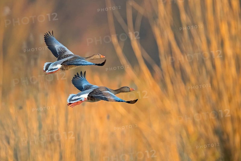 Greylag goose, Anser Anser, flight photo, side view, two birds, Wagbachniederung, Baden-W¸rttemberg, Germany, Europe