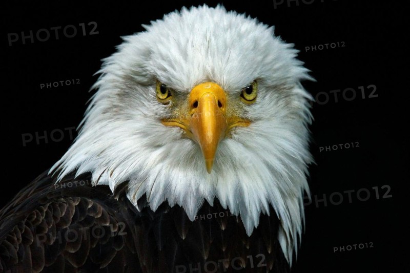 Animal, animals, bird, birds, bird of prey, birds of prey, eagle, white-tailed eagle, bald eagle (Haliaeetus leucocephalus), portrait, Bavaria, Federal Republic of Germany