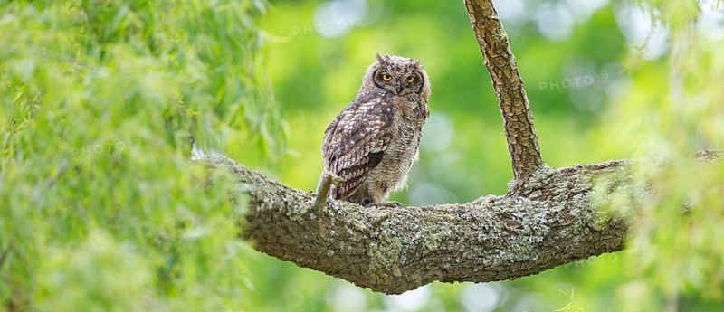 Spotted eagle-owl (Bubo africanus), Grand-duc africain, Wakkerstrom surroundings, Wakkerstrom, Mpumalanga, South Africa, Africa