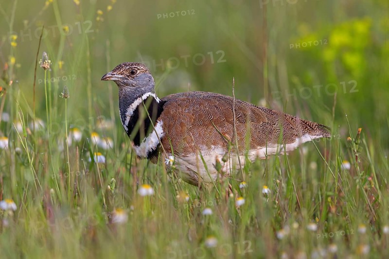Little bustard (Tetrax tetrax) Outarde canepetière, Sisón Común, Hides De Calera / Great Bustard, Calera Y Chozas, Castilla La Mancha / Toledo, Spain, Europe
