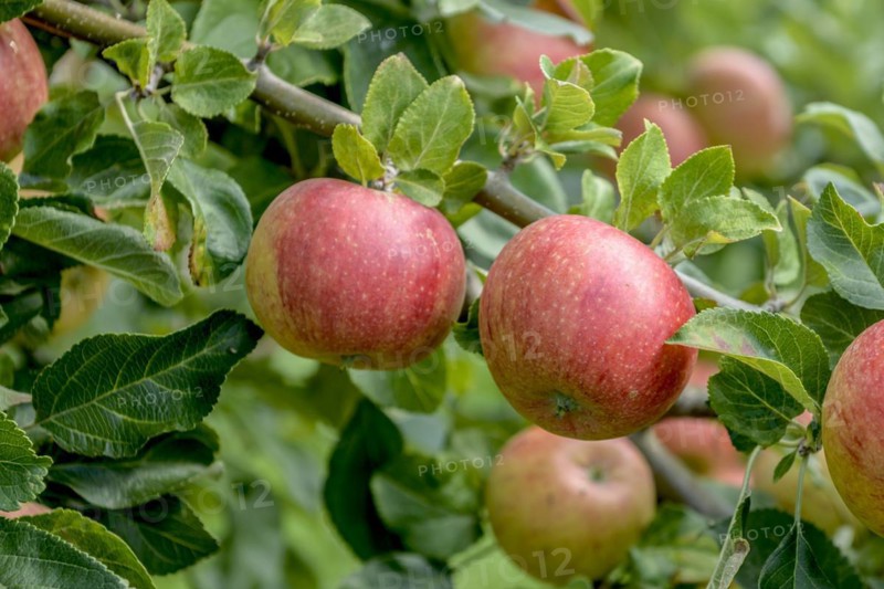 Apple (Malus domestica 'Alkmene'), State Research Centre for Agriculture and Fisheries, Guelzow, Mecklenburg-Western Pomerania, Germany, Europe