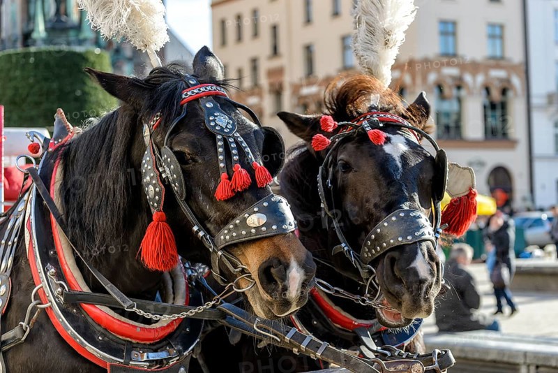 Horses with a carriage on the main square of Krakow in Poland