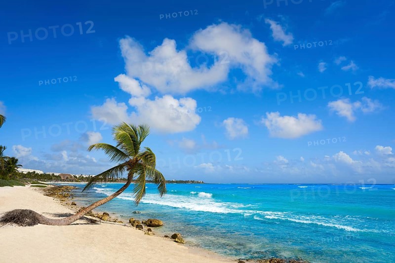 Akumal coconut palm tree beach in Riviera Maya of Mayan Mexico