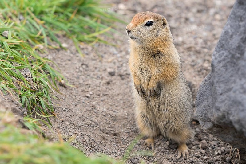 Curious arctic ground squirrel, carefully looking so as not to fall into jaws of predatory beasts. Cute wild animal of genus rodents of squirrel family. Eurasia, Russian Far East, Kamchatka Region