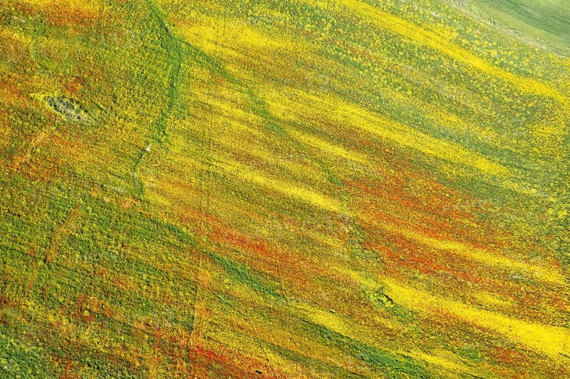 Drone aerial photo of field with yellow blooming marguerite and red poppy flowers. Spring landscape nature background
