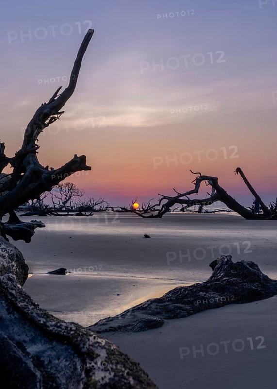Sunrise landscape with sun low over the horizon on a beach with dead trees and driftwood