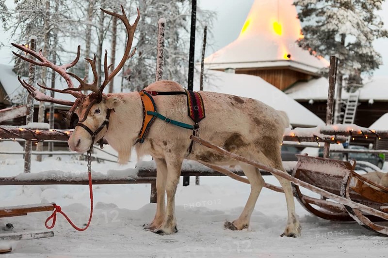 Christmas reindeer in the village of Santa Claus. Finland. Rovaniemi