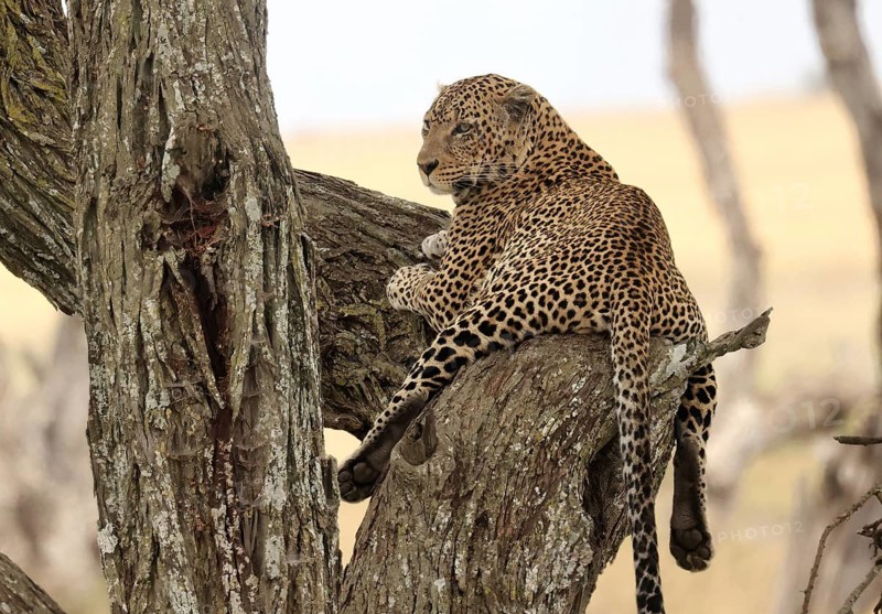 A Leopard in a Tree (Panthera pardus), Serengeti National Park, Tanzania, East Africa, Africa