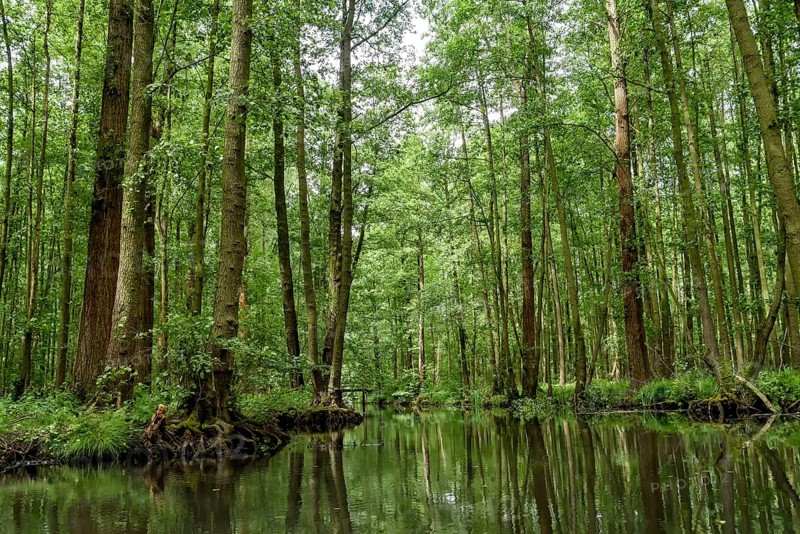 Landscape with watercourses and forest in the Spreewald in Brandenburg in Germany