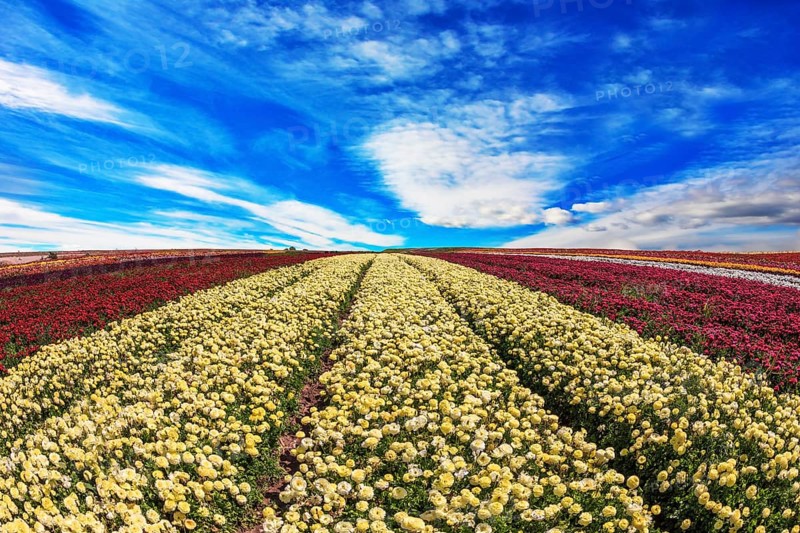 Windy day on the farm on cultivation of buttercups- ranunculus garden. Large field of yellow and red flowers
