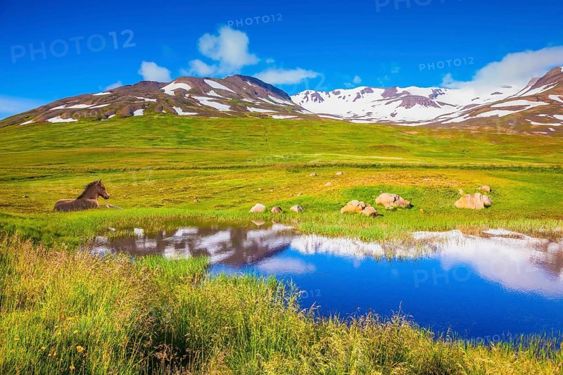 Summer Iceland. Small lake among fields of green grass. At the water resting beautiful Icelandic horse