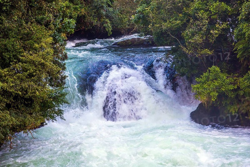 Seething powerful waterfall among a dense forest. Fabulous faraway country. The North Island of New Zealand. The concept of exotic, ecological and photo tourism