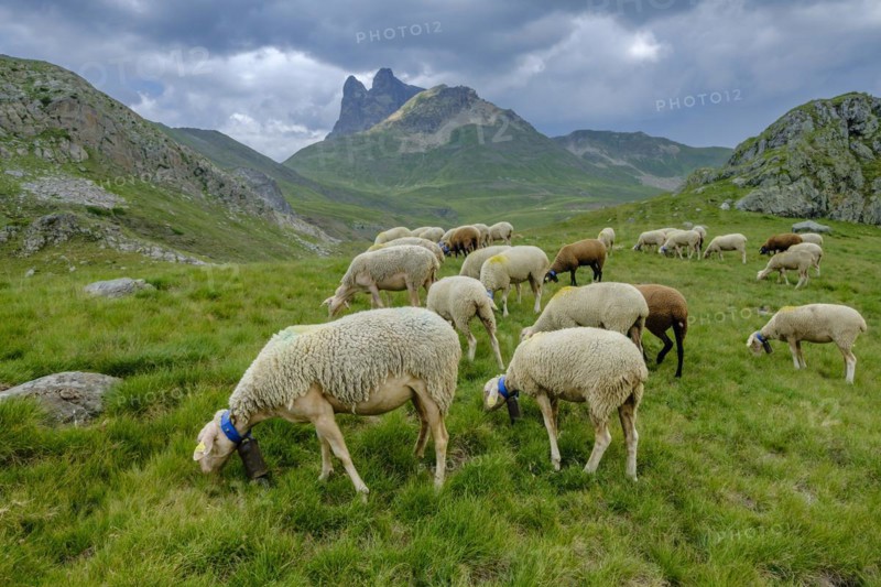 Flock of sheep in the meadows of Portalet, Ayous lakes tour, Pyrenees National Park, Pyrenees Atlantiques, France, Europe