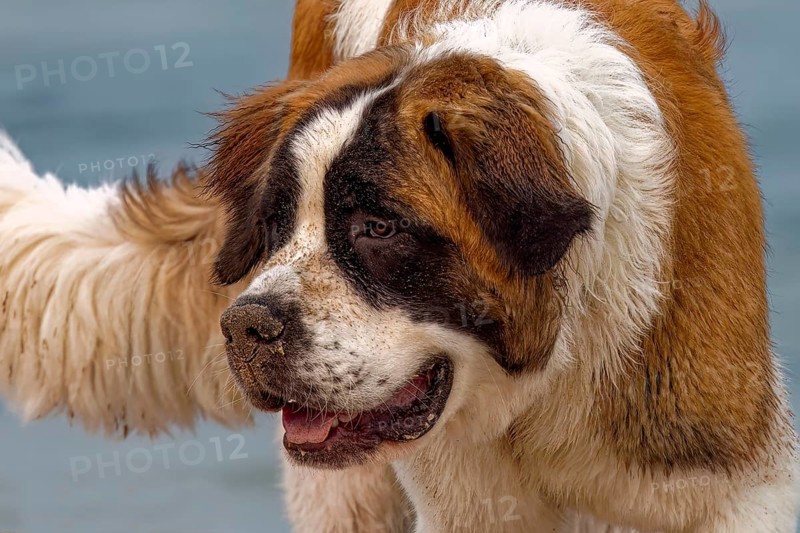 St. Bernard dog on the beach lake Michigan