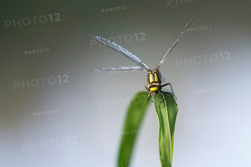 Common Club-tail (Gomphus vulgatissimus)