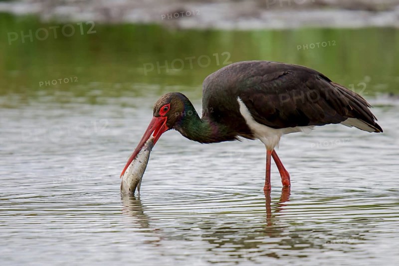 Black stork at the feeding site