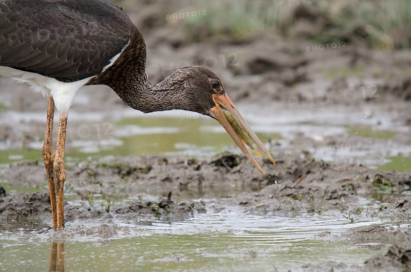 Young black stork foraging for food