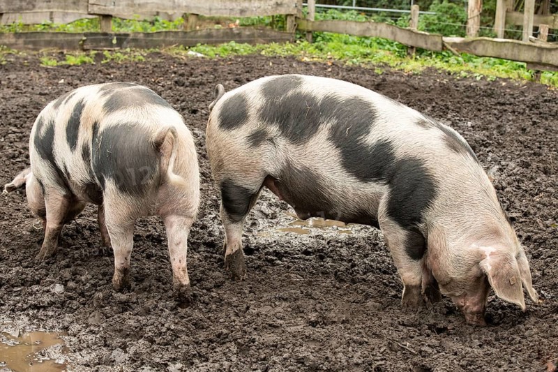 Two Bunte Bentheim black pieds foraging for food