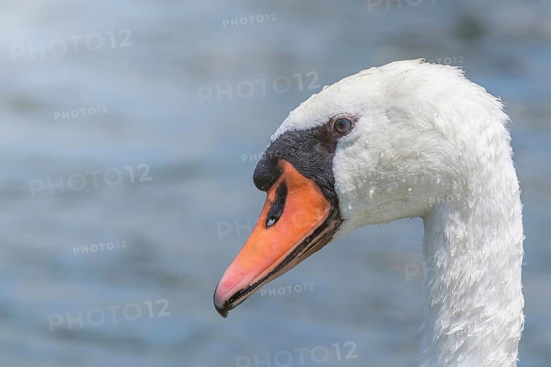 Swan Close up, Swan portrait, Cygnus