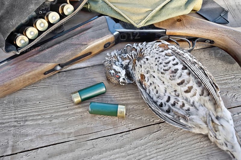 Hunting rifle, bandoleer belt with cartridges, bag and hazel grouse on the background of wooden boards