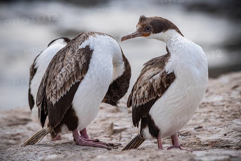 Blue-eyed Cormorant (Phalacrocorax atriceps), also Imperial shag, young birds grooming their feathers, Bleaker Island, Falkland Islands, Great Britain, South Atlantic, South America
