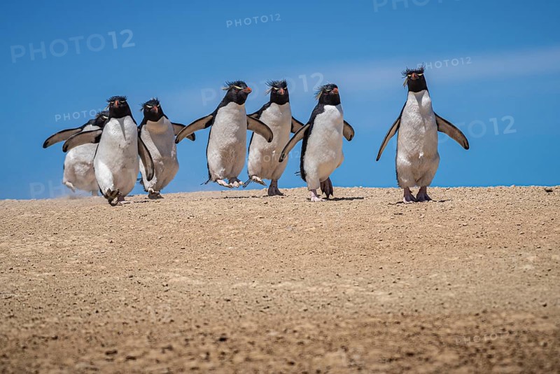 Rockhopper penguins (Eudyptes chrysocome) on the way to their colony, Pebble Island, Falkland Islands, Great Britain, South Atlantic, South America