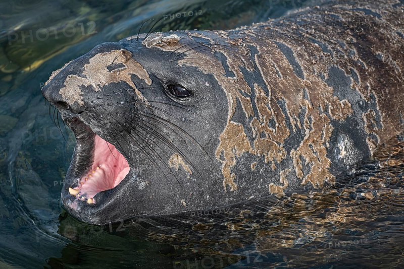 Male Southern elephant seal (Mirounga leonina) threatens, Bleaker Island, Falkland Islands, Great Britain, South Atlantic Ocean, South America