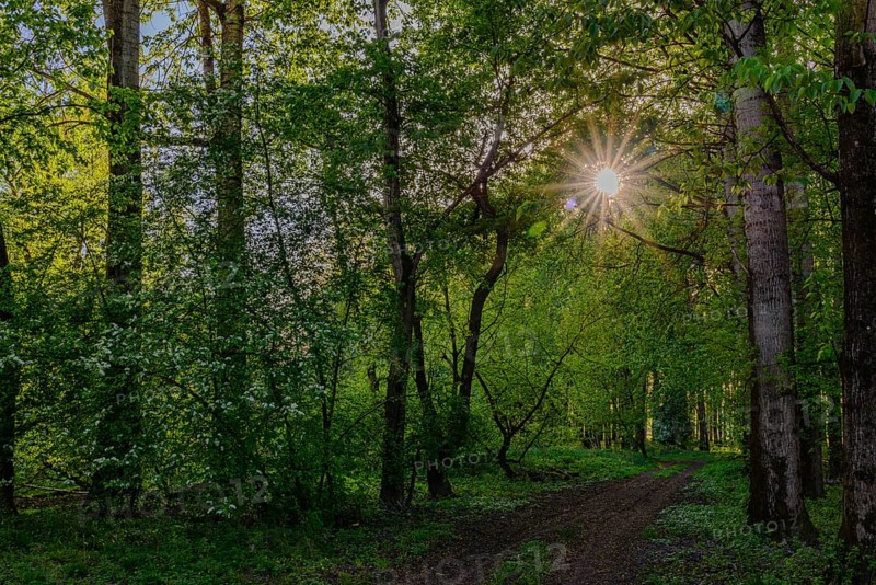 Sunbeams break through the trees onto a path in the green forest, Isar floodplains between Plattling and Deggendorf, Lower Bavaria