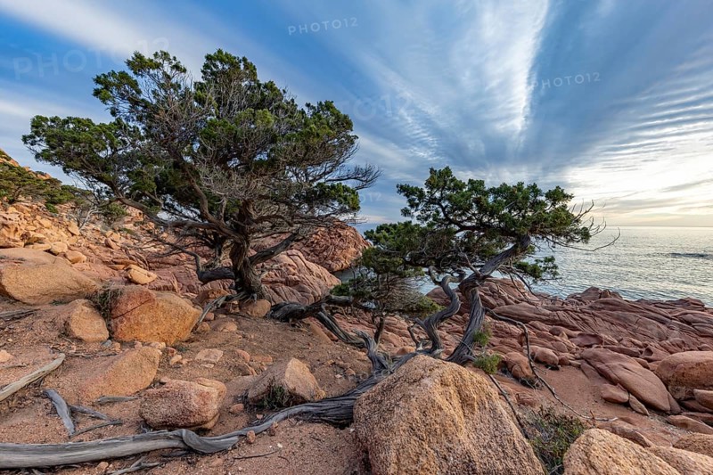 Coastal landscape with bizarre, red rocks and weathered, gnarled trees at sunset over the sea, Spiaggia di Cala E'Luas, Ogliastra, Sardinia, Italy, Europe