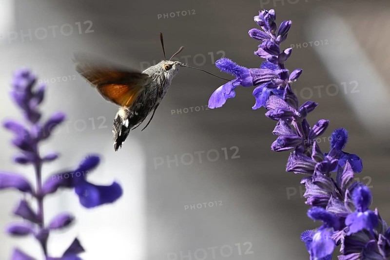 Pigeon tail (Macroglossum stellatarum)