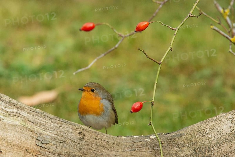 Robin sitting on tree trunk with red rose hips looking left