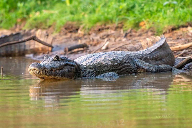 Spectacled caiman (Caiman crocodilus yacara), Crocodile (Alligatoridae), crocodile (Crocodylia), evening light, Pantanal, inland, wetland, UNESCO Biosphere Reserve, World Heritage Site, wetland, Mato Grosso, Brazil, South America