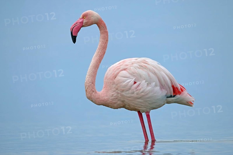 Pink flamingo, Phoenicopterus roseus