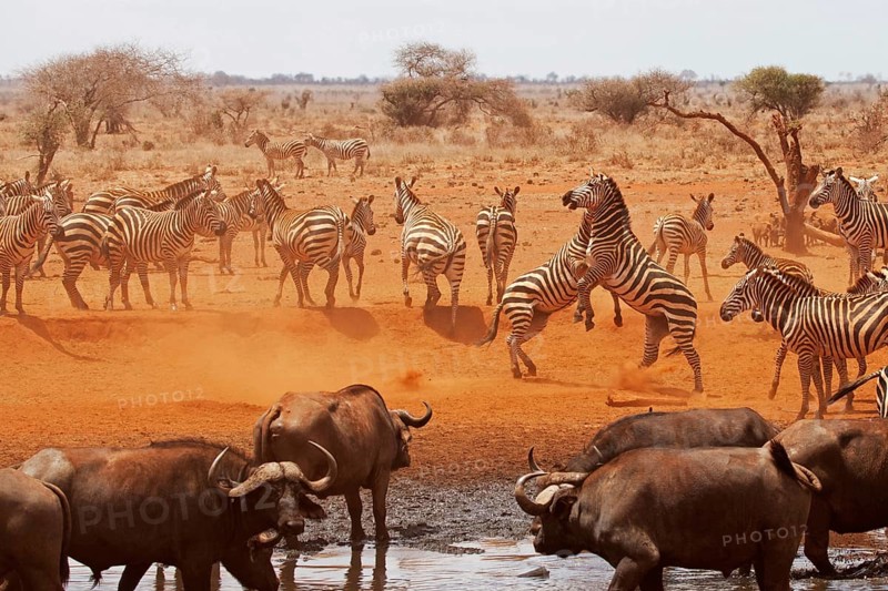 Zebras fighting, masai mara national park, kenya