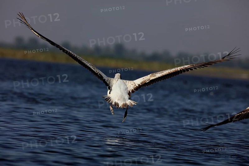 Grey pelican, nalsarovar, Gujarat, India, Asia