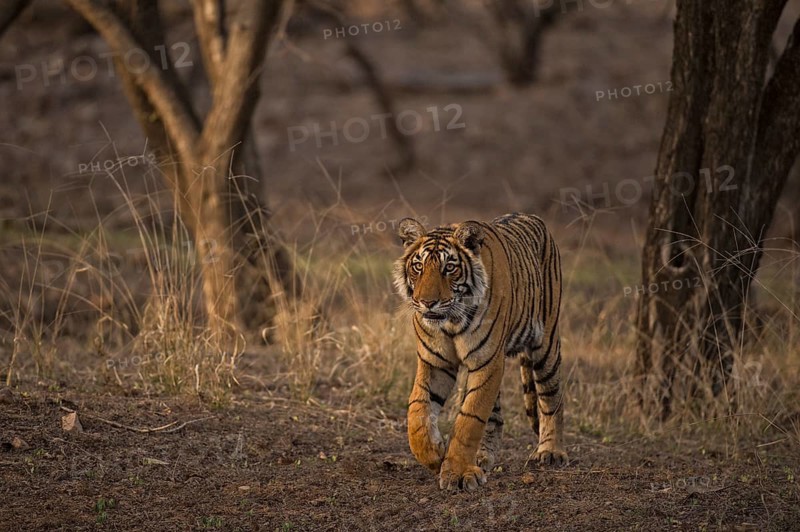 Bengal Tiger in Ranthambhore national park, rajasthan, India, Asia
