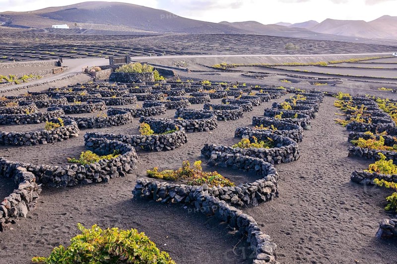 Spanish View Vineyard Landscape in Lanzarote La Geria Tropical Volcanic Canary Islands Spain