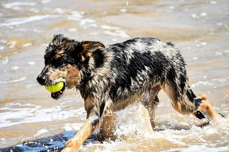 Dog on beach,, CONTINENT_
