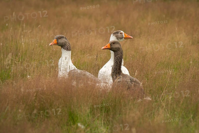 Lips geese in the grass