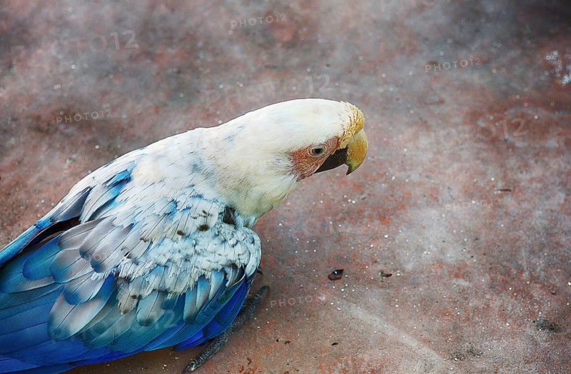 A parrot searches for food at Escobar Zoo, Argentina, South America