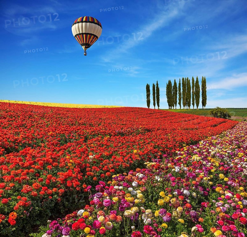 Spring day. Huge balloon flying over the field. Field of colorful blooming buttercups - ranunculus. On the horizon is growing cypress alley
