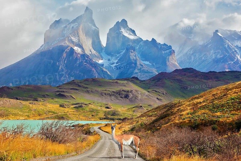 Majestic peaks of Los Kuernos over Lake Pehoe. On a dirt road is worth guanaco - Lama. The national park Torres del Paine, Patagonia, Chile, South America
