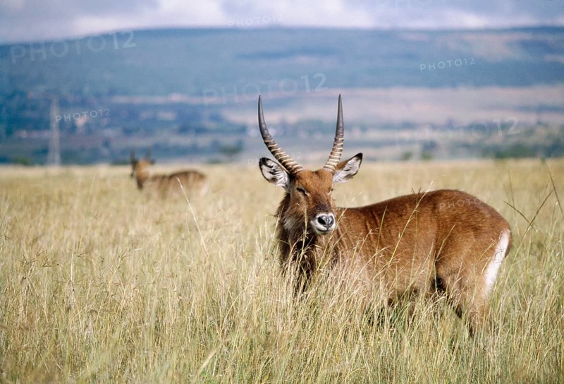 Defassa Waterbok (Kobus ellisiprymnus defassa), Nakura, Kenya, Africa