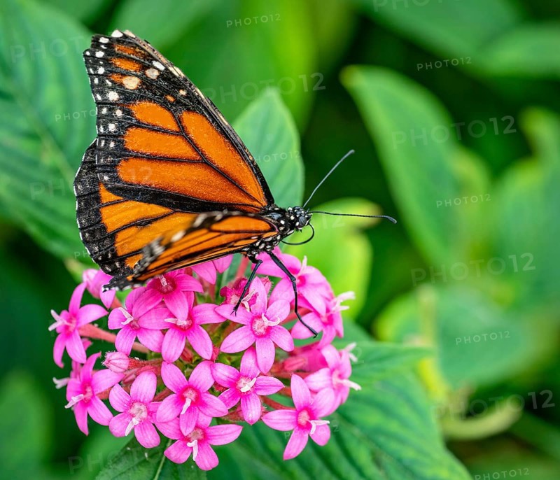Monarch Butterfly