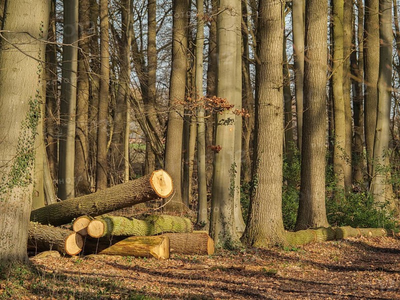 Felled tree trunks lying on the forest floor between tall tree trunks in the sunlight, wüllen, münsterland, detuschland