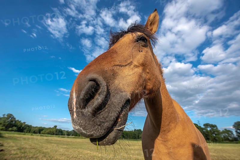 Horses in a pasture in the French countryside in spring