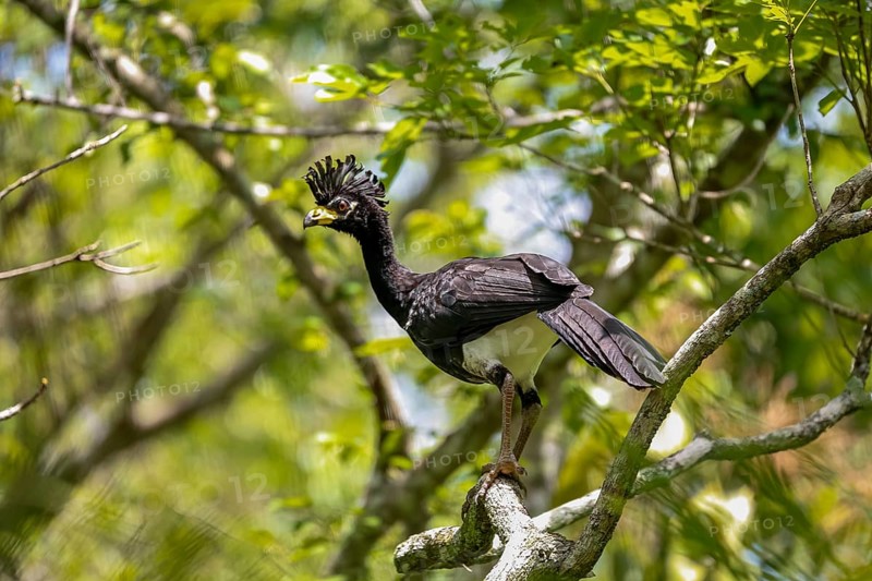 Close up of a Bare-faced Curassow perched in a tree, Pantanal Wetlands, Mato Grosso, Brazil, South America